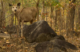sambar
